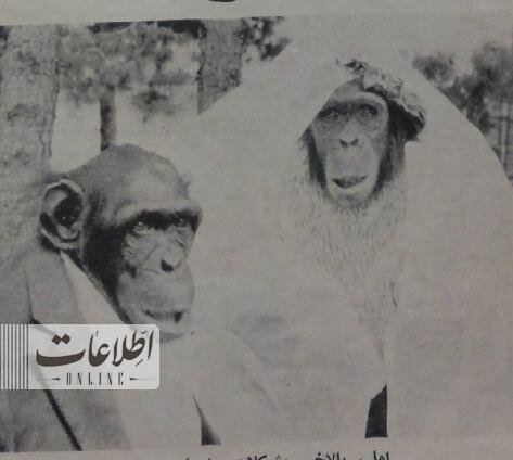 ازدواج ۲ میمون در باغ وحش تهران