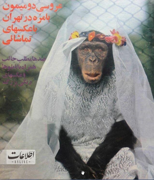 ازدواج ۲ میمون در باغ وحش تهران