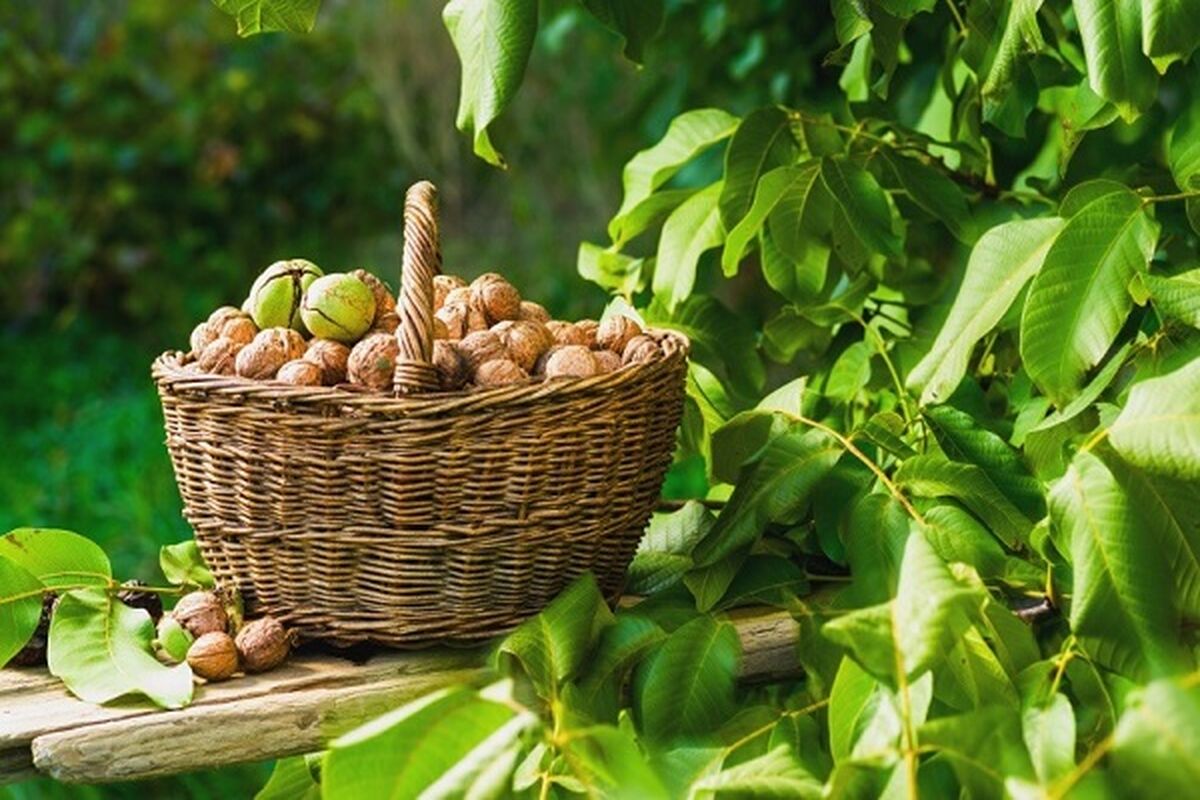 این برگ از میوه اش پرخاصیت تر است!