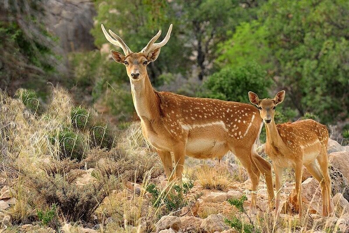 جنجال ذبح گوزن زرد ایرانی در مراسم اربعین