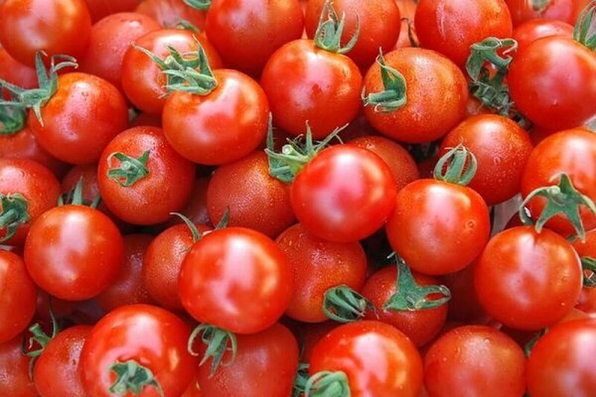 عمرا اگه میدونستی نباید گوجه فرنگی را در یخچال نگهداری کرد! ؛ روش نگهداری درست گوجه‌فرنگی