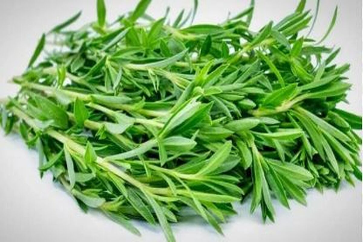 تقویت کلیه و کبد، تقویت مو، پیشگیری از هر نوع بیماری با این سبزی ارزان قیمت