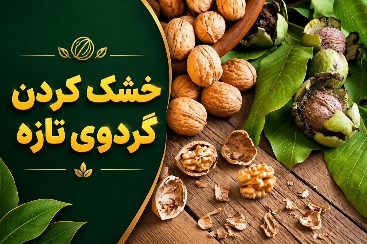 ترفند جادویی خشک کردن گردو تازه و سبز در خانه بدون کپک‌زدگی