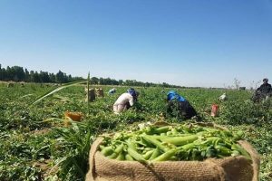 از توفو تا عدس؛ ۵ خوراکی گیاهی سرشار از آهن