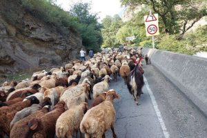 جاده کندوان امروز تا ساعت ۲۱ برای عبور احشام مسدود است