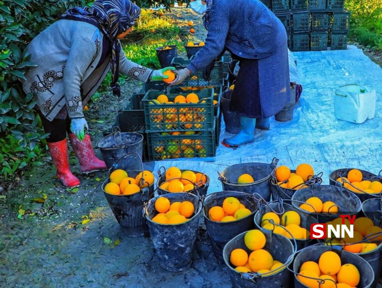 جهاد کشاورزی عرضه مرکبات رنگ شده ممنوع است