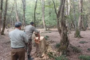 دستگیری عاملان قطع سه درخت جنگلی در بلیران آمل