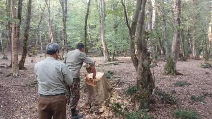 دستگیری عاملان قطع سه درخت جنگلی در بلیران آمل