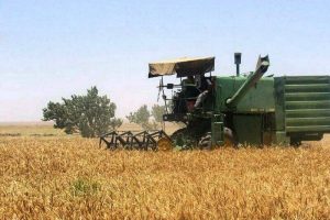 دولت حساب گندم‌کاران را تسویه کرد