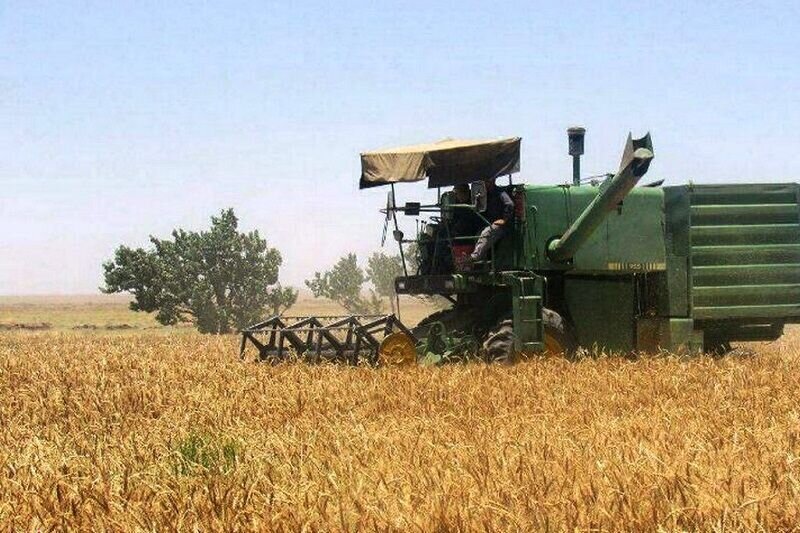 دولت حساب گندم کاران را تسویه کرد