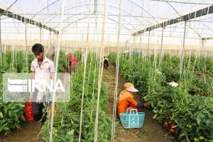 زنان در اولویت طرح اشتغال‌زایی روستایی با حمایت بلاعوض تا ۱۵۰ میلیون تومان