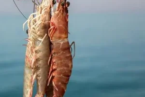 صید میگوی سفید در سه صیدگاه خوزستان از اول آبان یک ماه آزاد شد