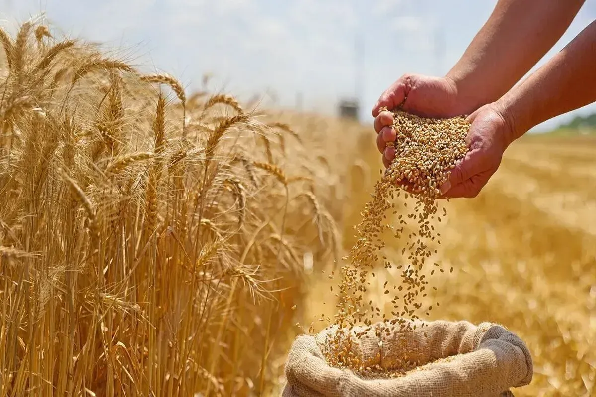 مطالبات باقی مانده گندمکاران حداکثر تا سه شنبه تسویه می شود
