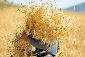 مطالبات گندم‌کاران تسویه شده است