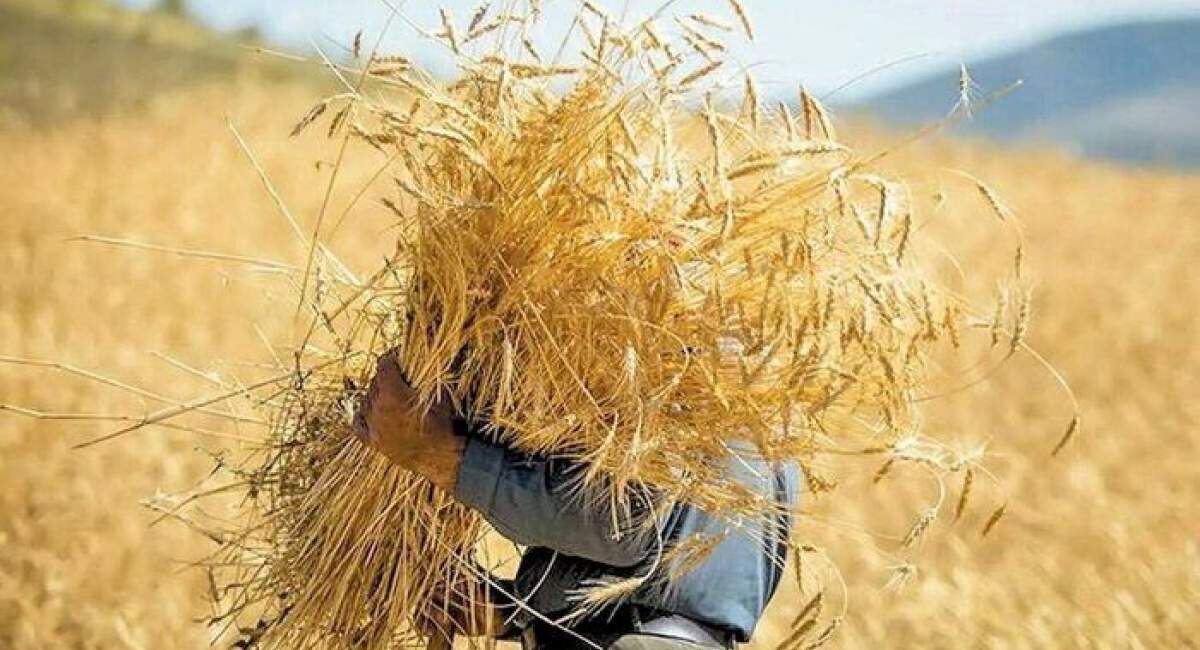 مطالبات گندم کاران تسویه شده است
