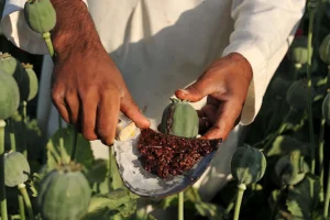 ملک‌زاده: مصرف تریاک خطر ابتلا به ۷ نوع سرطان را افزایش می‌دهد