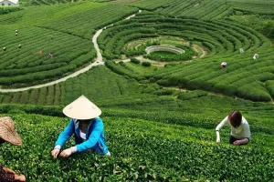 چای ایرانی کیلویی ۱.۵ تا ۲ دلار صادر می‌شود؛ واردات ۵ تا ۶ دلار