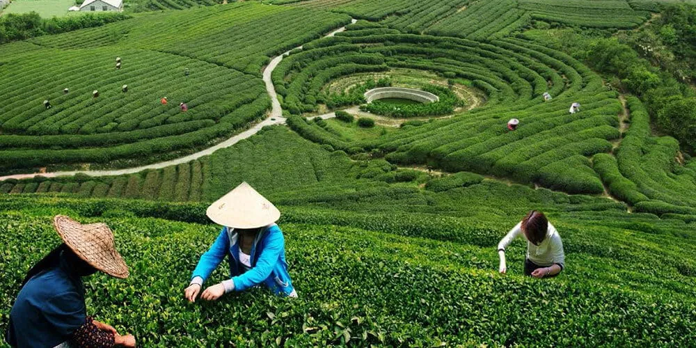 چای ایرانی کیلویی ۱ ۵ تا ۲ دلار صادر می شود واردات ۵ تا ۶ دلار