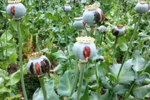 کشت کنترل‌شده خشخاش برای تامین مواد اولیه دارویی در دستور بررسی است