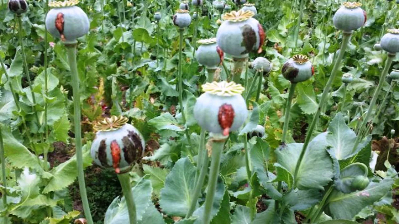 کشت کنترل شده خشخاش برای تامین مواد اولیه دارویی در دستور بررسی است