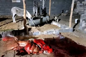 کشف گوشت الاغ پیش از انتقال به تهران؛ ۳ نفر به مراجع قضایی معرفی شدند