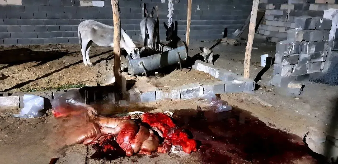 کشف گوشت الاغ پیش از انتقال به تهران ۳ نفر به مراجع قضایی معرفی شدند